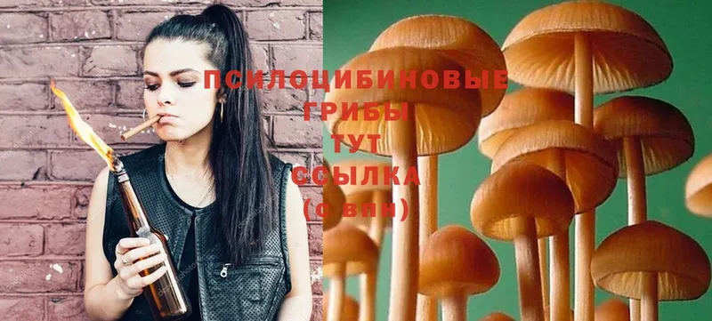 купить наркотик  Котельнич  Псилоцибиновые грибы Psilocybe 